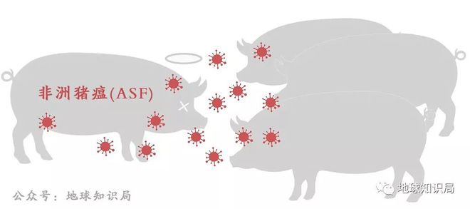 最新非洲豬瘟疫情研究與防控措施概述