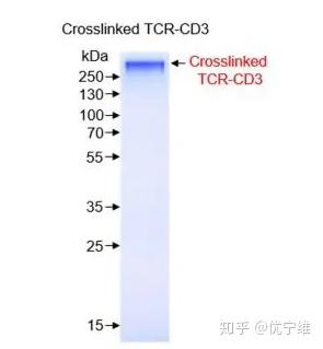 新奥彩资料免费提供,前瞻性战略定义探讨_iPhone13.648