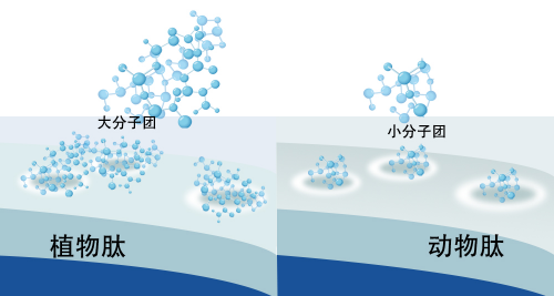 最新肽技術(shù)引領(lǐng)生命科學新篇章