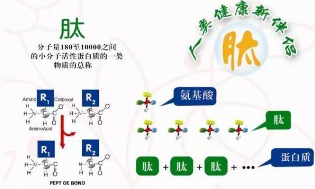 肽最新研究進(jìn)展與應(yīng)用領(lǐng)域拓展概覽