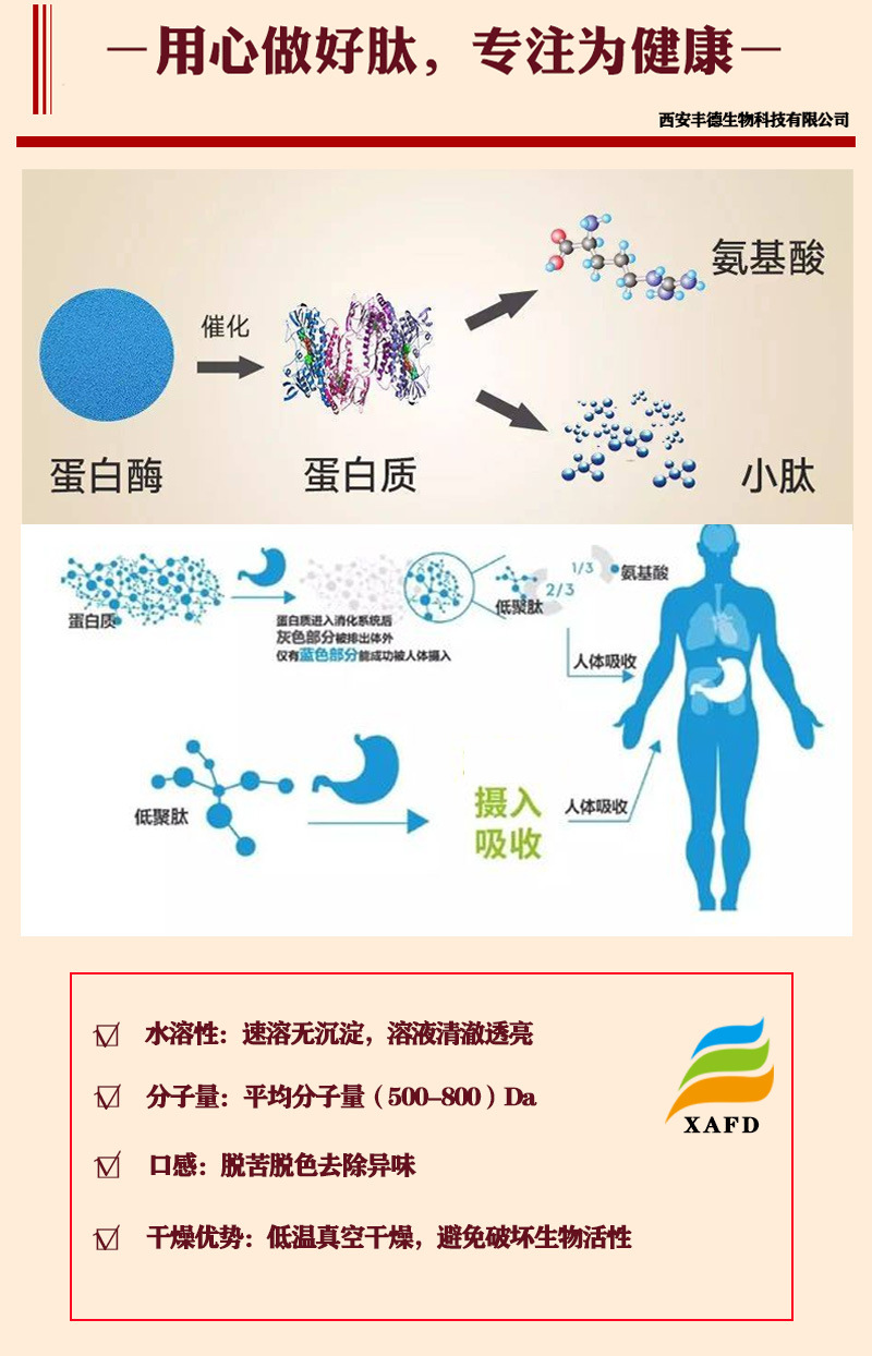 肽最新研究進展與應(yīng)用領(lǐng)域拓展概覽