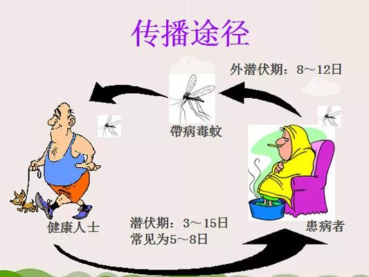 登革熱最新研究與進展綜述