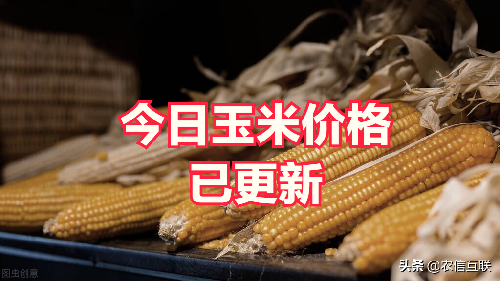 玉米最新行情概覽