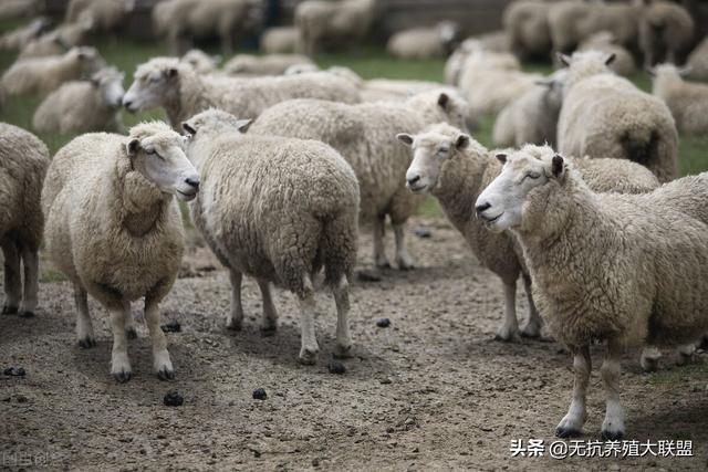 今日羊價行情及活羊市場動態(tài)解析