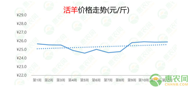 今日羊價行情及活羊市場動態(tài)解析