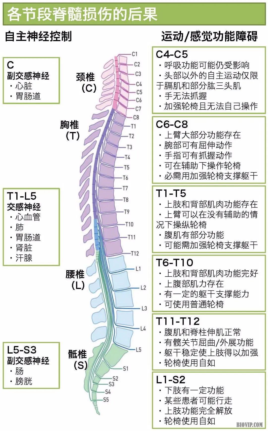 最新突破助力脊髓損傷治療領(lǐng)域取得顯著成果