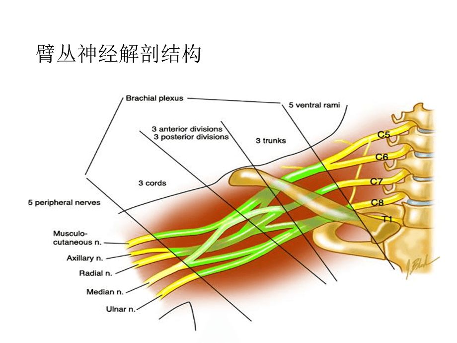 臂叢神經(jīng)最新治療方法研究揭秘