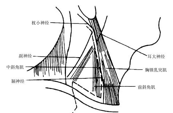 臂叢神經(jīng)最新治療方法研究揭秘