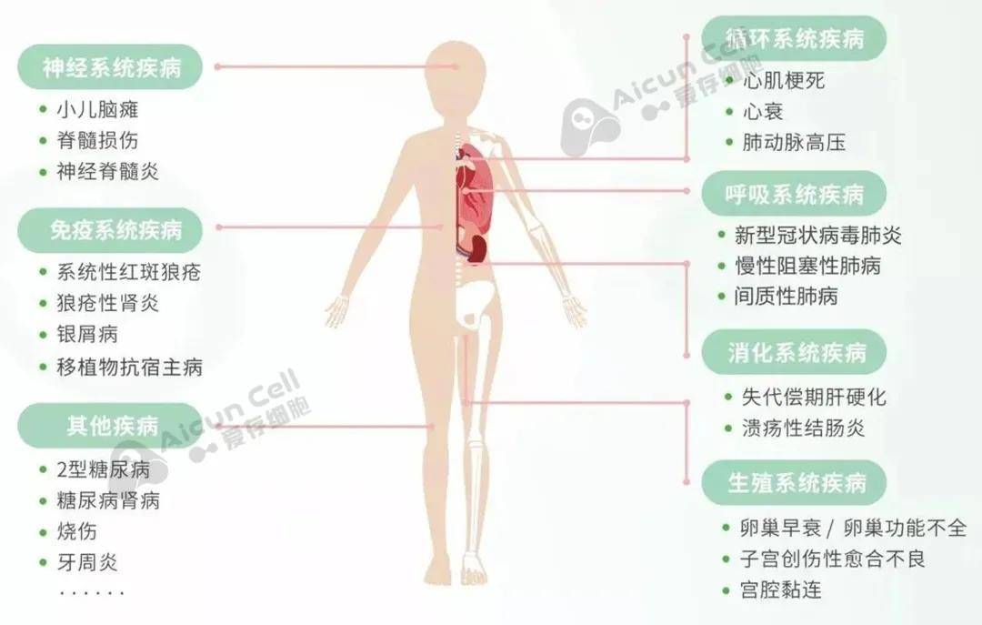 干細胞前沿科技進展引領(lǐng)醫(yī)學新時代