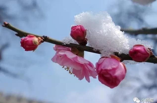 梅花生物最新動態(tài)全面解讀