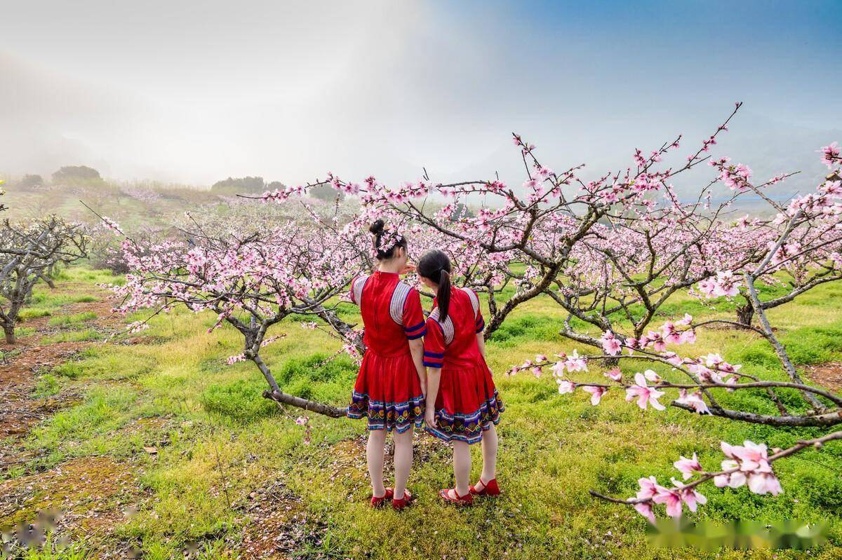 桃花族最新地址，美丽与文化的邂逅之地